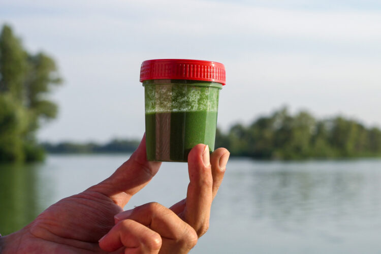 DIY Algae Bioreactor from Recycled Water Bottles